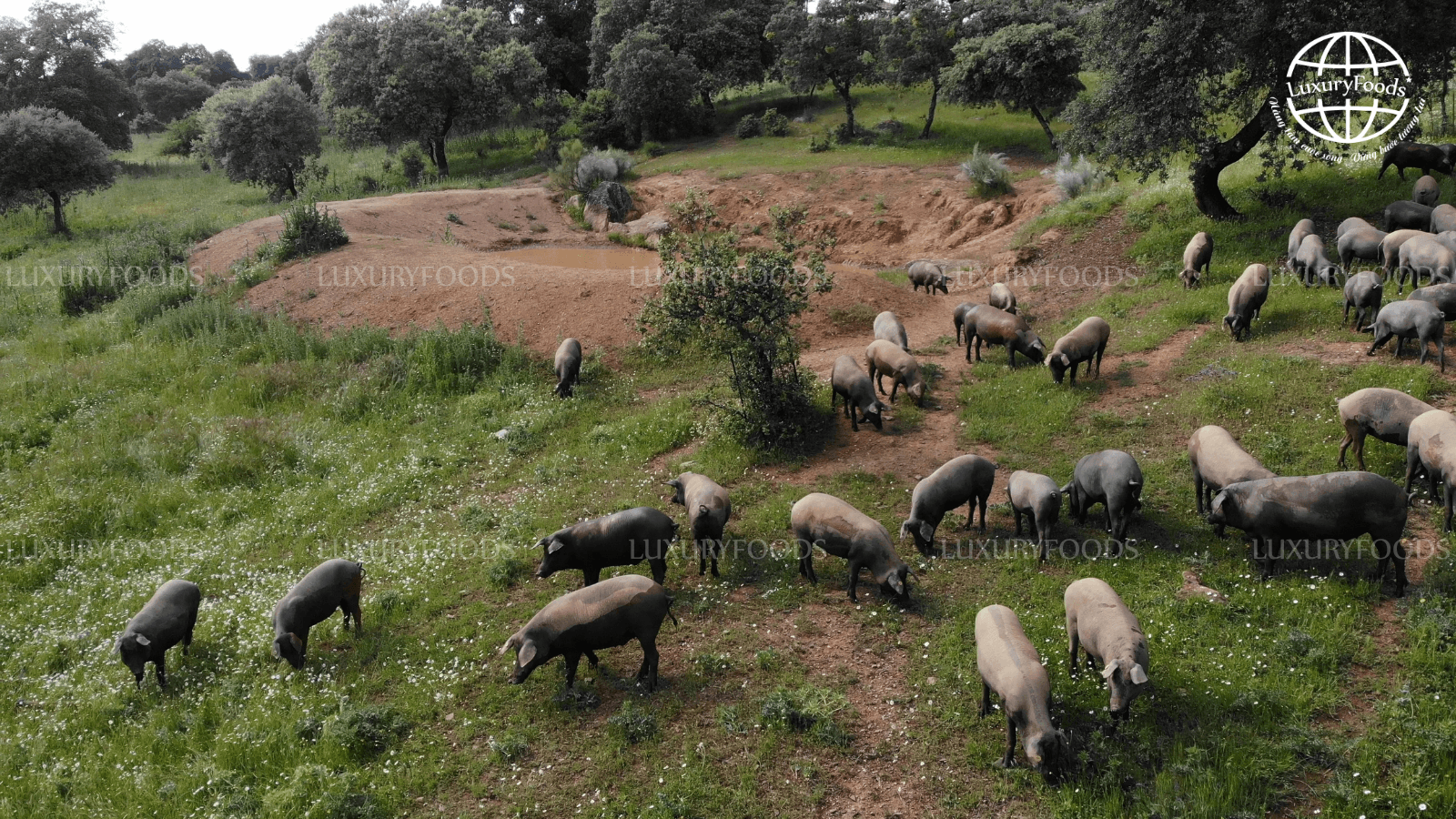 Heo Iberico là giống heo đen có nguồn gốc từ bán đảo Iberia