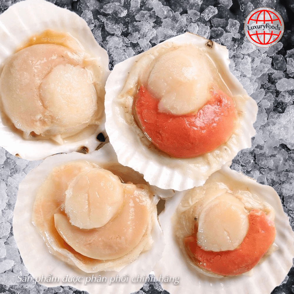 Sò Điệp Nửa Mảnh
