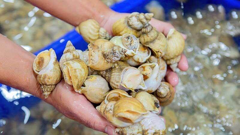 Ốc Bulot Pháp Ốc Bulot Pháp
